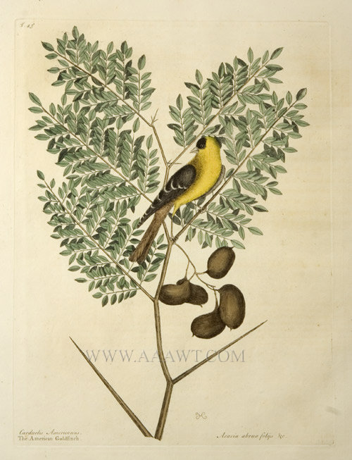 Carduelis Americanus, Engraving, the American Goldfinch
Artist, Mark Catesby (1683 to 1749), entire view